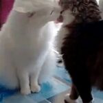 lv国际下载的移动端体验:随时随地购物 24mbb