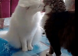 lv国际下载的移动端体验:随时随地购物 lv国际下载的移动端体验:随时随地购物