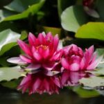 LV国际的时尚秀:一场视觉盛宴 buq8zxe