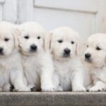 lv国际娱乐的独特设计与娱乐体验的完美结合 d9wl1uo