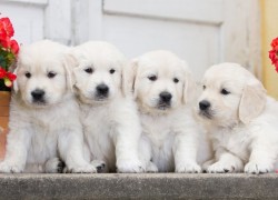 lv国际娱乐的独特设计与娱乐体验的完美结合 lv国际娱乐的独特设计与娱乐体验的完美结合