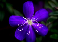 LV国际H5在全球电商平台中的应用分析 LV国际H5在全球电商平台中的应用分析